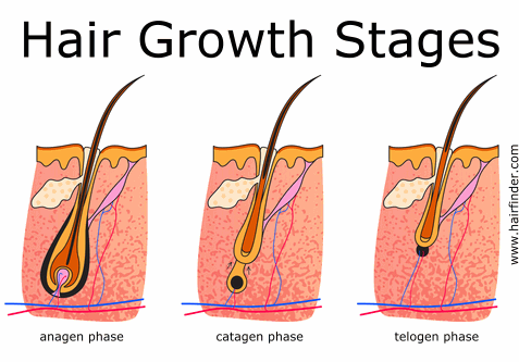 trick regrows hair overnight